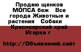 Продаю щенков МОПСА беж - Все города Животные и растения » Собаки   . Красноярский край,Игарка г.